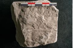Foto (Detailansicht) von Neuropteris auriculata Brongniart (NHMW-GEO-2024-0188-10671)